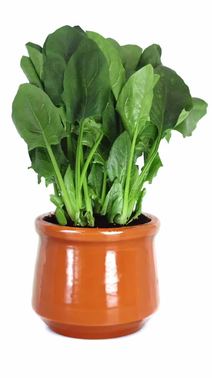 how to grow spinach in pot within 30 days in tamil mks