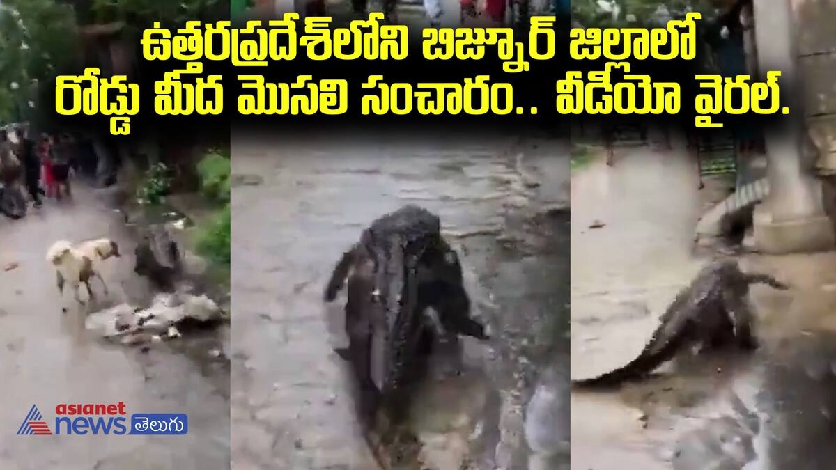 A crocodile roams the road in Bijnoor district of Uttar Pradesh.