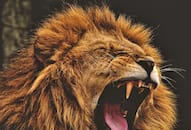 World Lion Day 7 Fascinating Types of Lions Around the World iwh