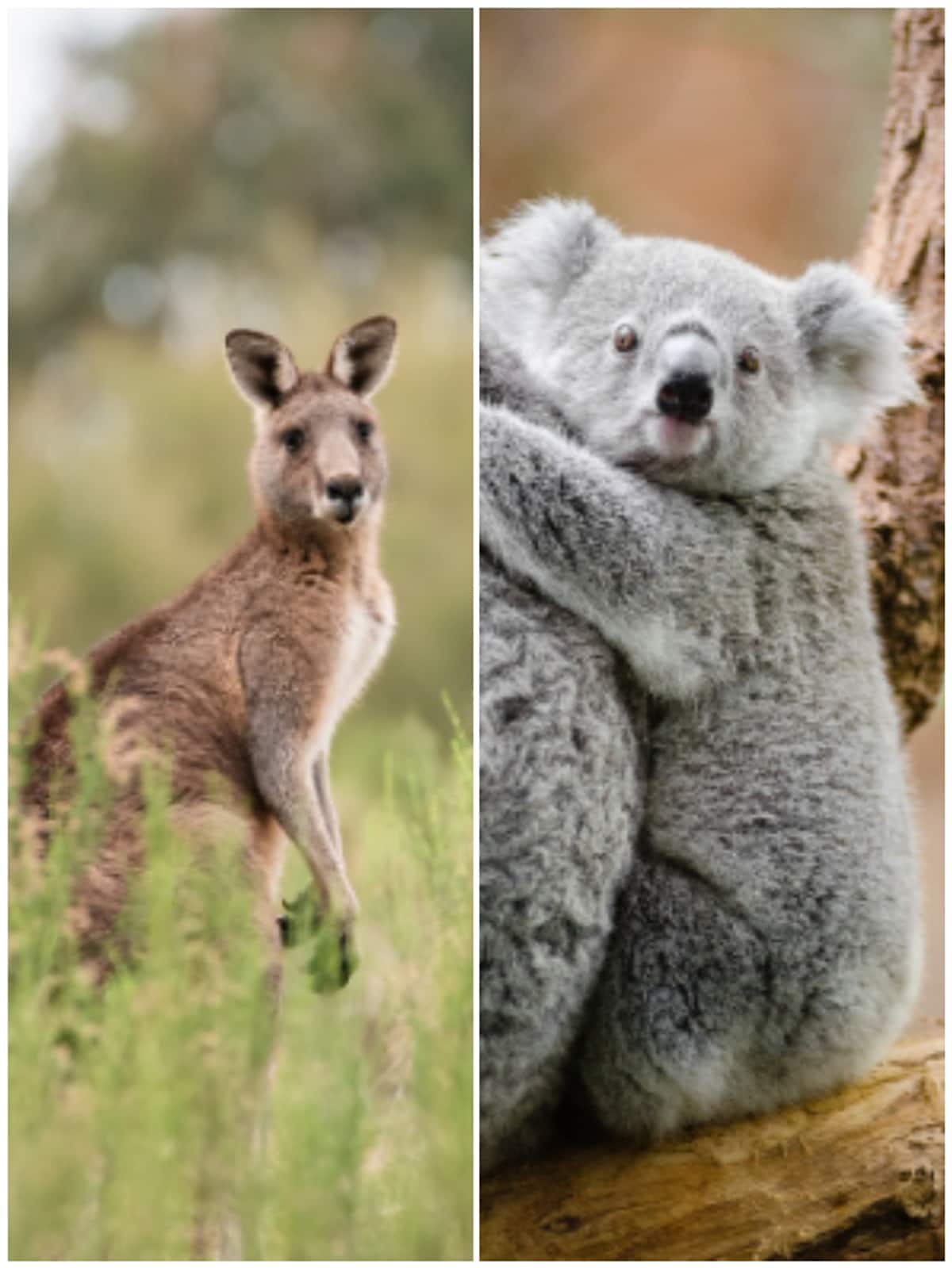 Koala to Kangaroo: These animals survive without drinking water NTI