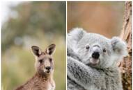 Koala to Kangaroo: These animals survive without drinking water NTI