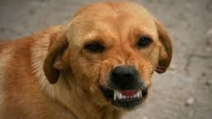  Rajasthan dog