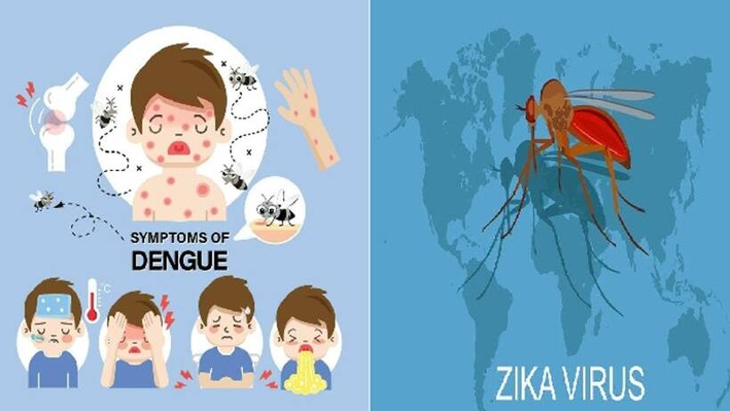 जीका वायरस डेंगू में कौन ज्यादा खतरनाक? कैसे करें लक्षण की पहचान,जानें 