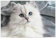 Siamese to Persian: 5 Cutest cat breeds in India RTM 