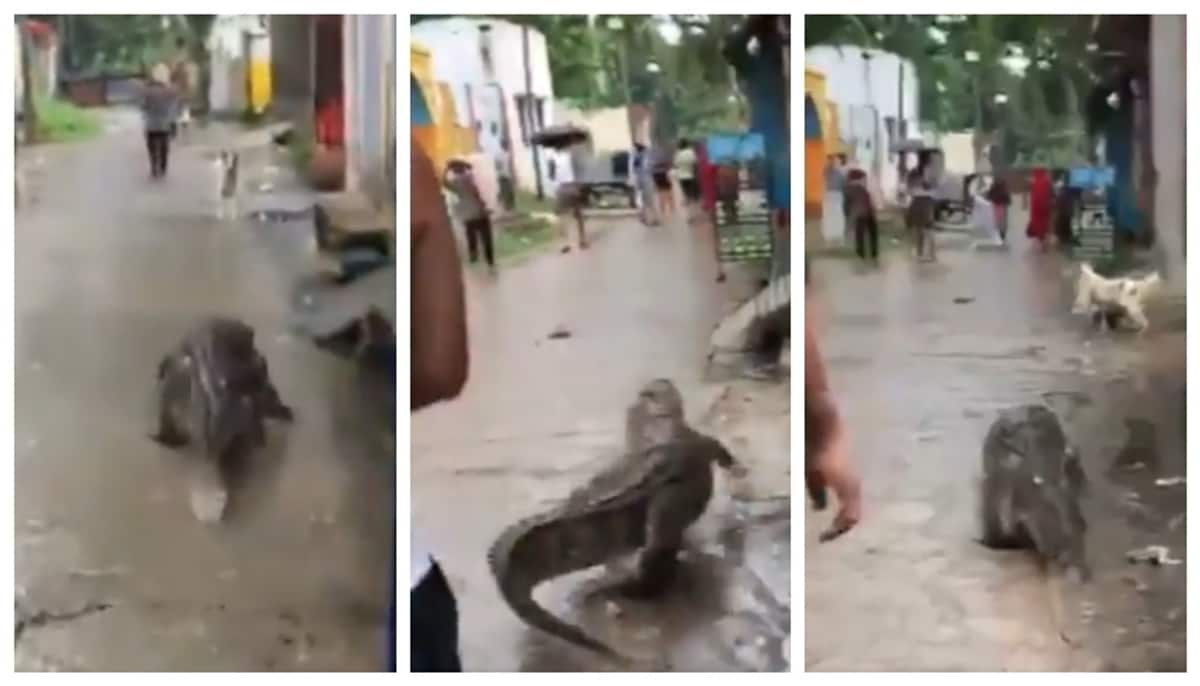 Social media reacts on the viral video of a man who kicks a crocodile that goes through the streets of UP 