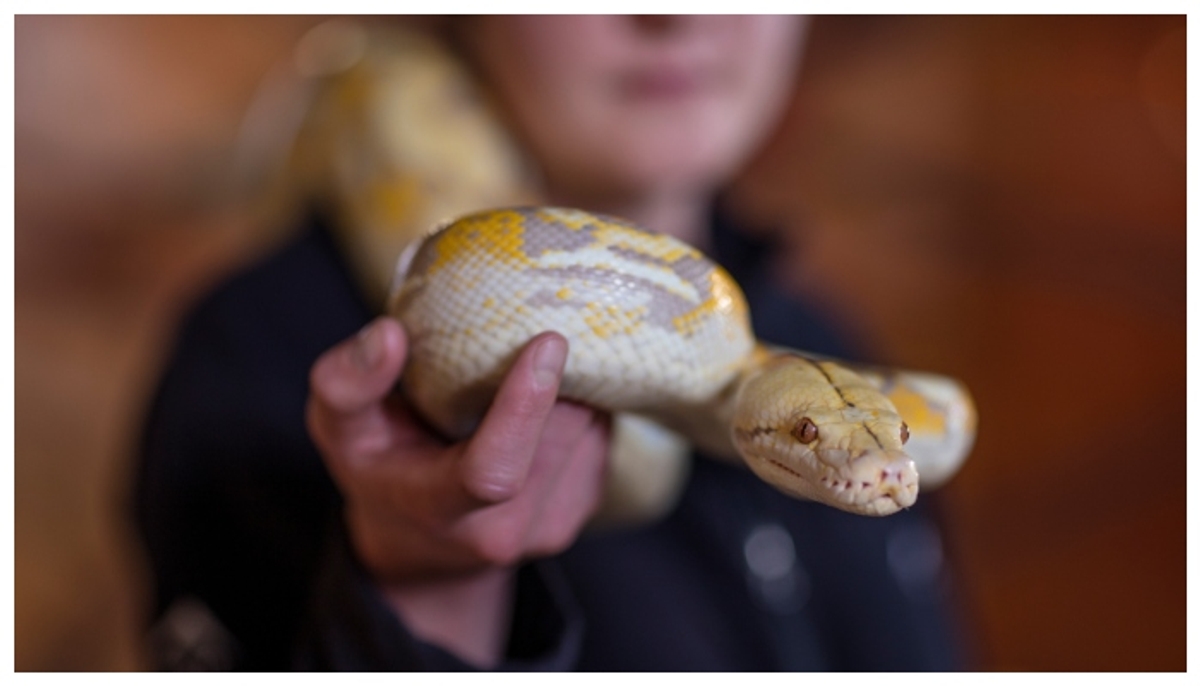 A 13 foot long domesticated python strangulated owner to death 