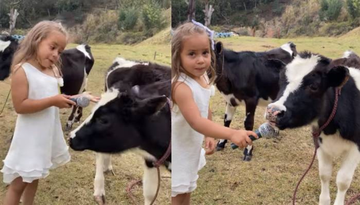 kid places mic in front of cow then this is happened video 