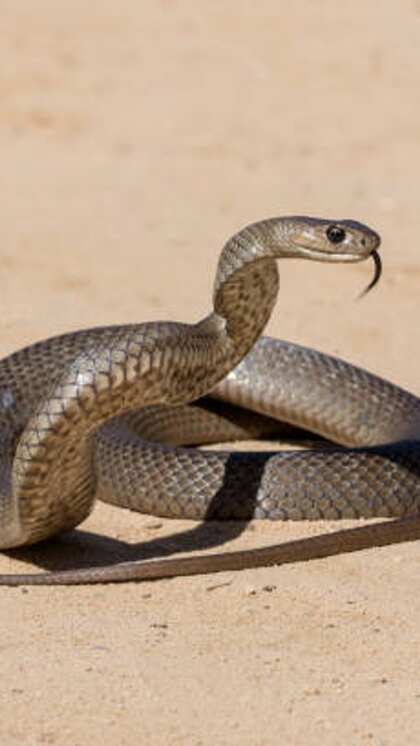 2. इस्टर्न ब्राउन स्नेक (Eastern Brown Snake)