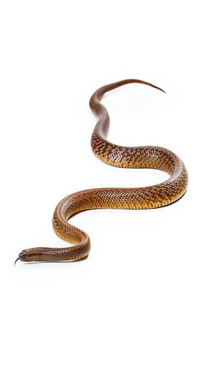 1. इंनलैंड ताइपन (Inland Taipan)