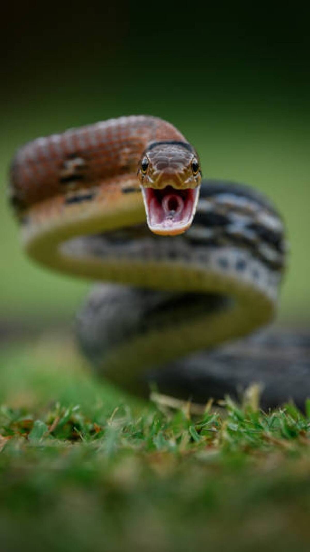 savan-maas-nagpanchami-snake-worship-most-venomous-snakes