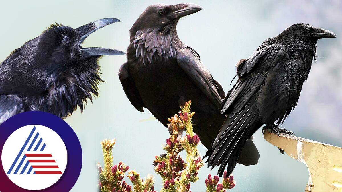 Why crows attack humans and crows connection with spirituality vcs