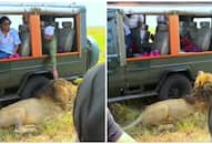 WATCH Viral video shows mans bold move to touch lion during wildlife safari NTI