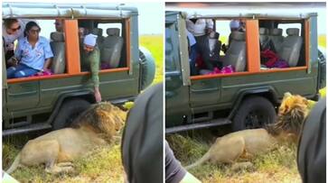 WATCH Viral video shows mans bold move to touch lion during wildlife safari NTI