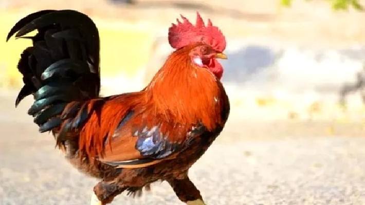 murga