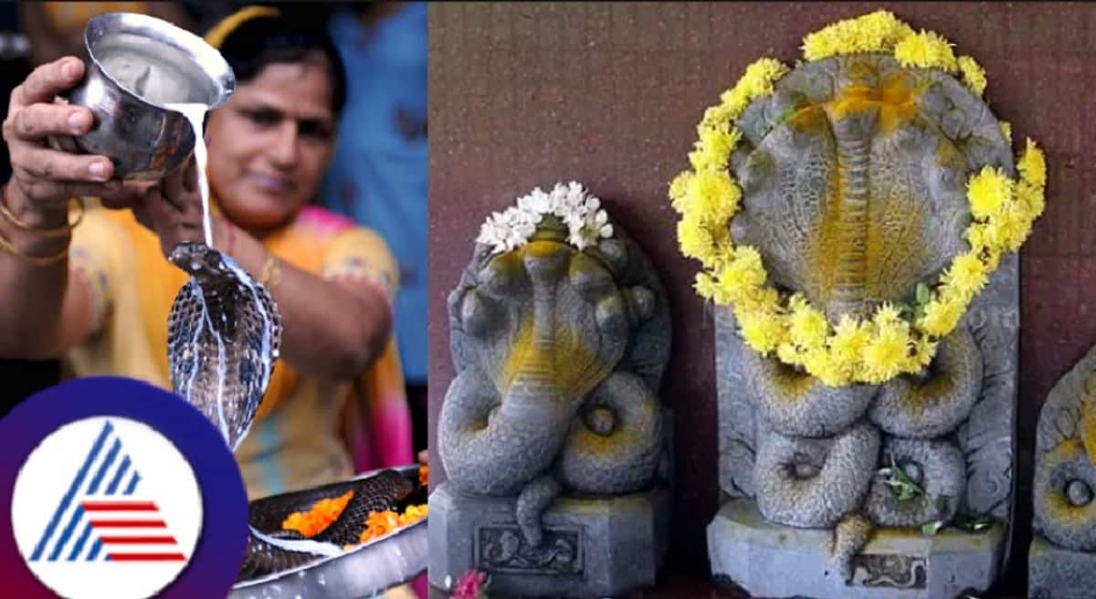 Nag panchami 2024 here is the significance of Nagapanchami celebration, summary rav