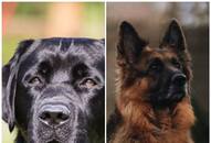 Labrador to German Shepherd: 7 Most loyal dog breeds in India RTM EAI