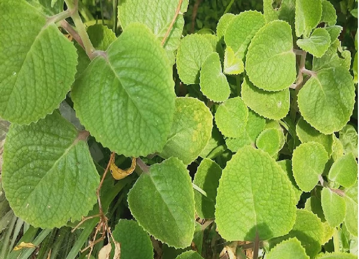 health benefits of mexican mint Doddapatre leaves useful to cure many diseases sat