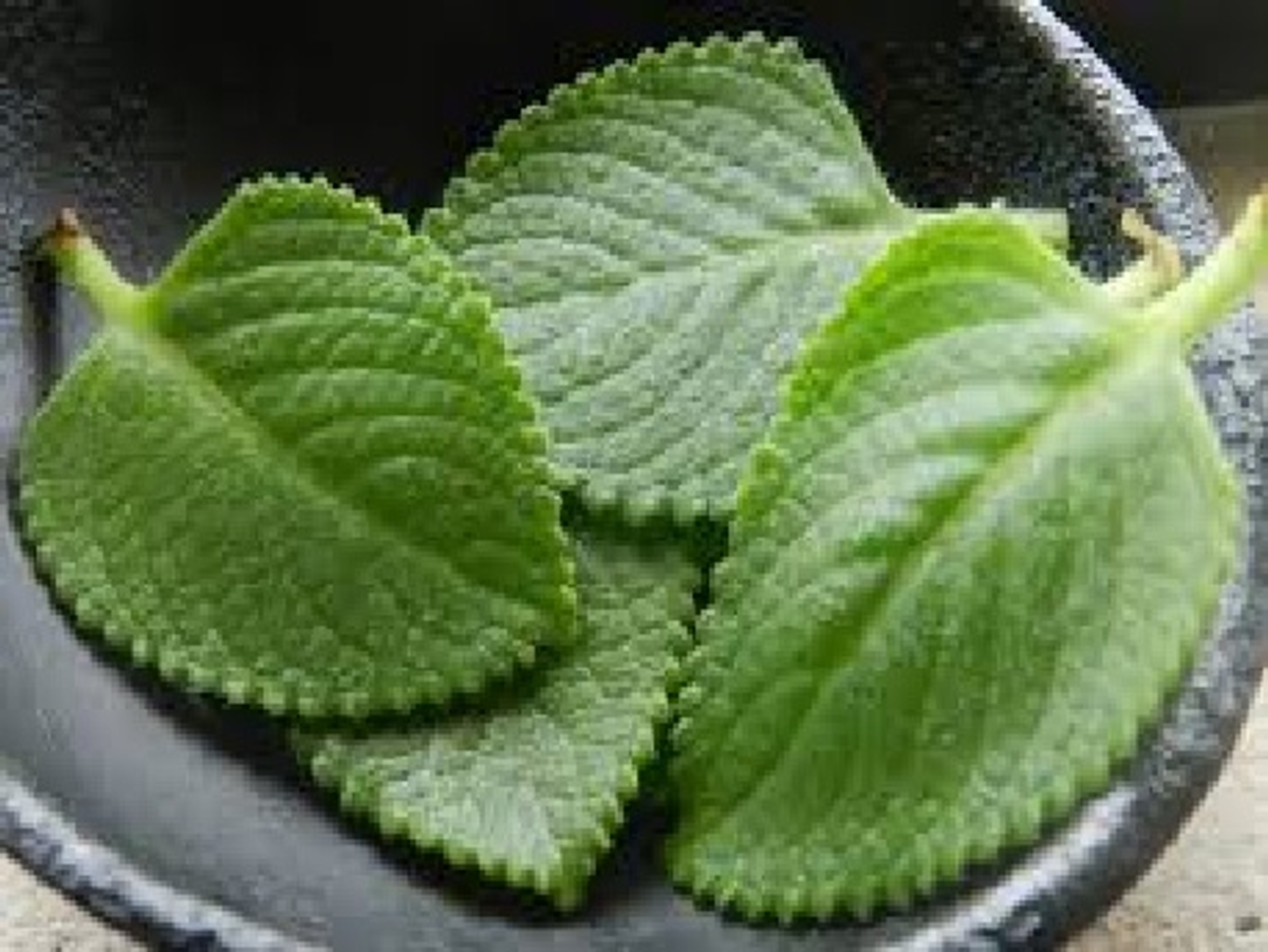 Doddapatre uses to health ಮಕ್ಕಳಿಗೆ ಜ್ವರ, ಶೀತ, ಕೆಮ್ಮು, ಕಫ ನಿವಾರಣೆಗೆ ದೊಡ್ಡಪತ್ರೆ ಎಲೆ ಬಳಸುವ ವಿಧಾನಗಳು - health benefits of mexican mint Doddapatre leaves useful to cure many diseases - Asianet News ...