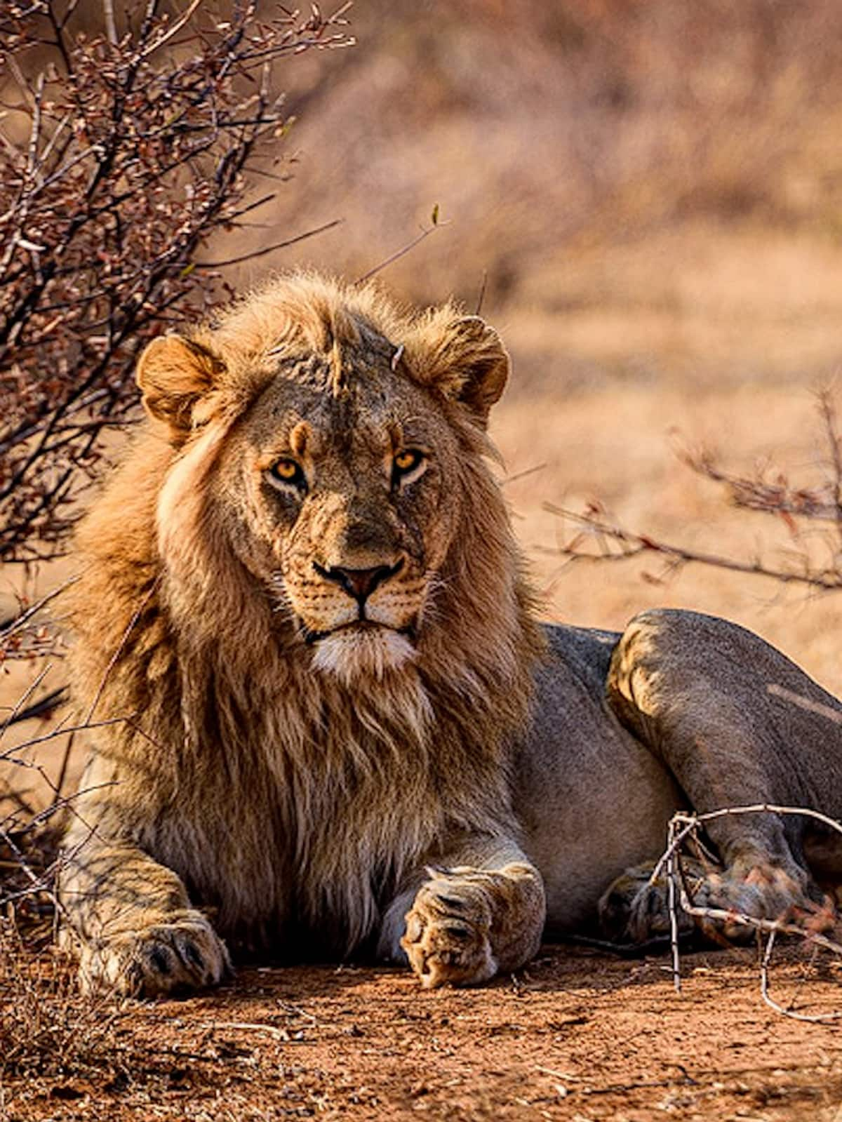 World Lion Day: Top 7 Indian National parks to see Asiatic lions NTI