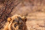 World Lion Day: Top 7 Indian National parks to see Asiatic lions NTI