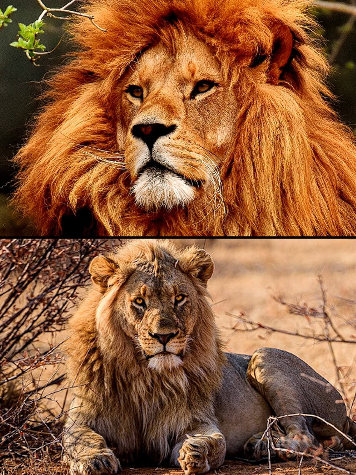 World Lion Day 2024: 7 interesting facts you did not know about Lions ATG