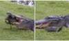 Alligator attempts to eat Turtle, but the result is unexpected NTI