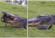 Alligator attempts to eat Turtle, but the result is unexpected NTI