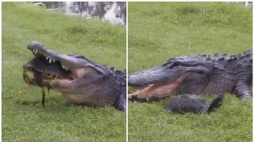 Alligator attempts to eat Turtle, but the result is unexpected NTI