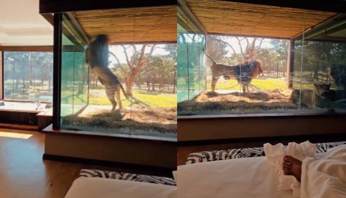 lion lodge offers stay with lions video 