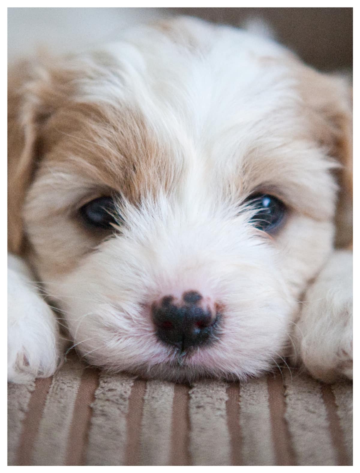 cutest and most popular dog breeds of all time