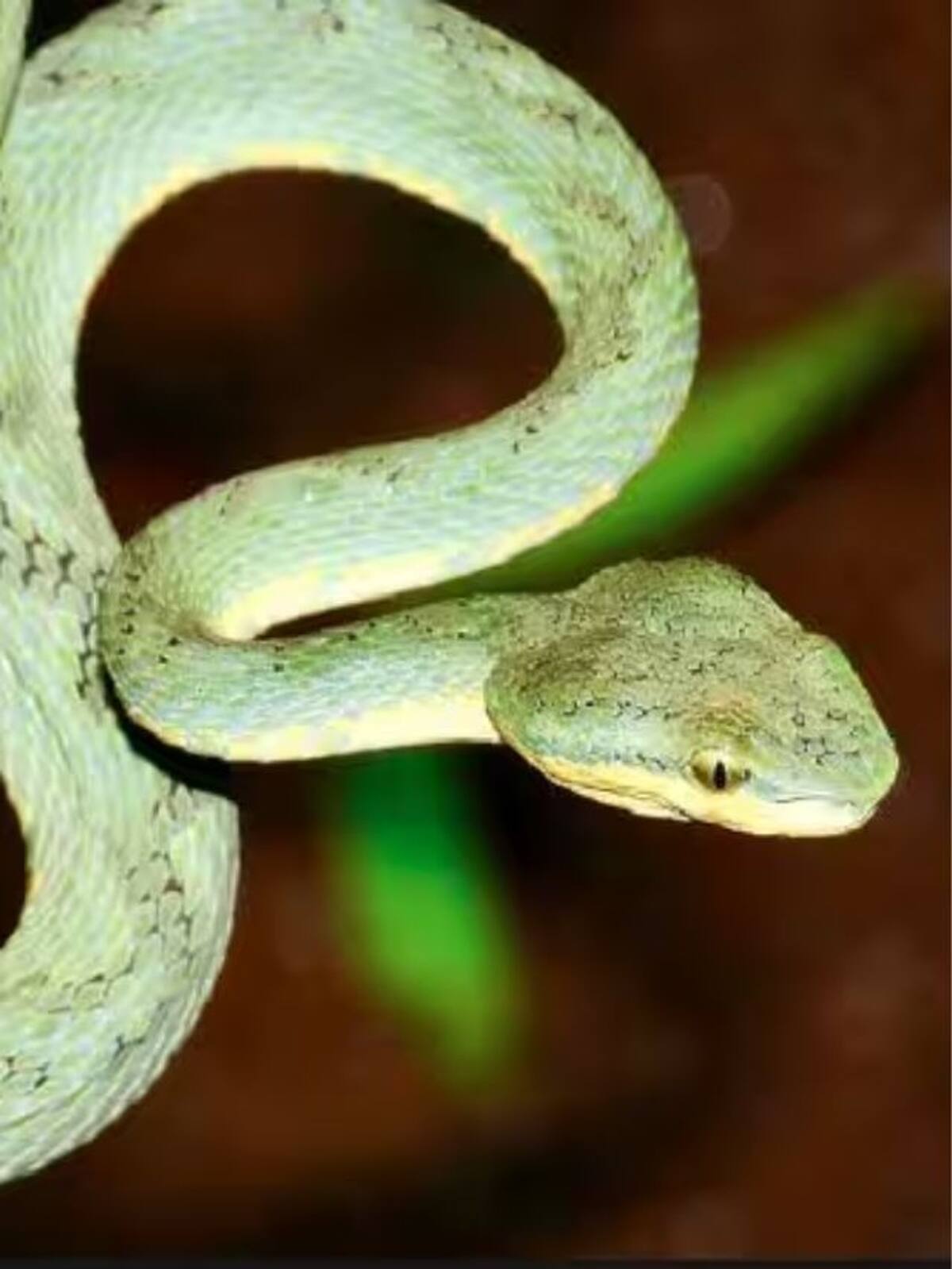 Uncovering myths and facts of rare Green Pit Vipers in Karnataka vkp