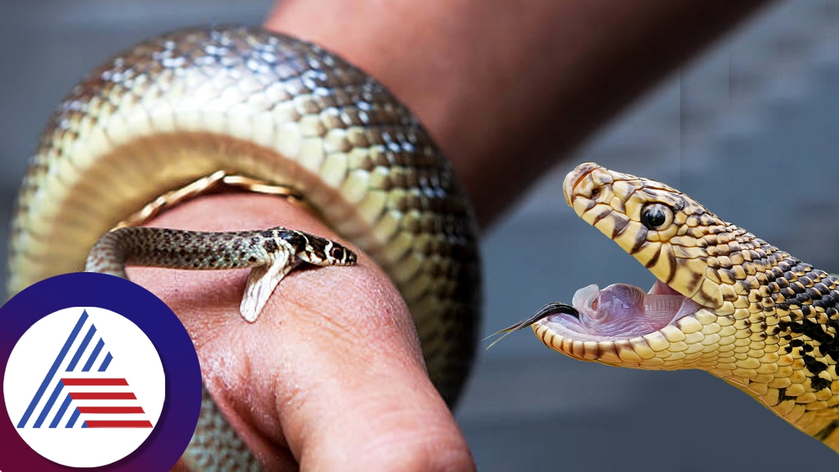 snakes never bite pregnant women roo