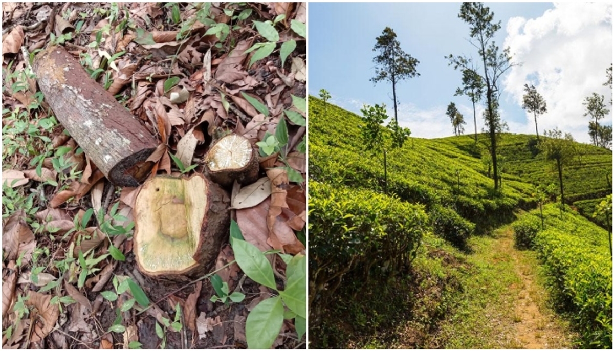 total 23 sandalwood trees chopped up then robbed from tea plantation kumily idukki 