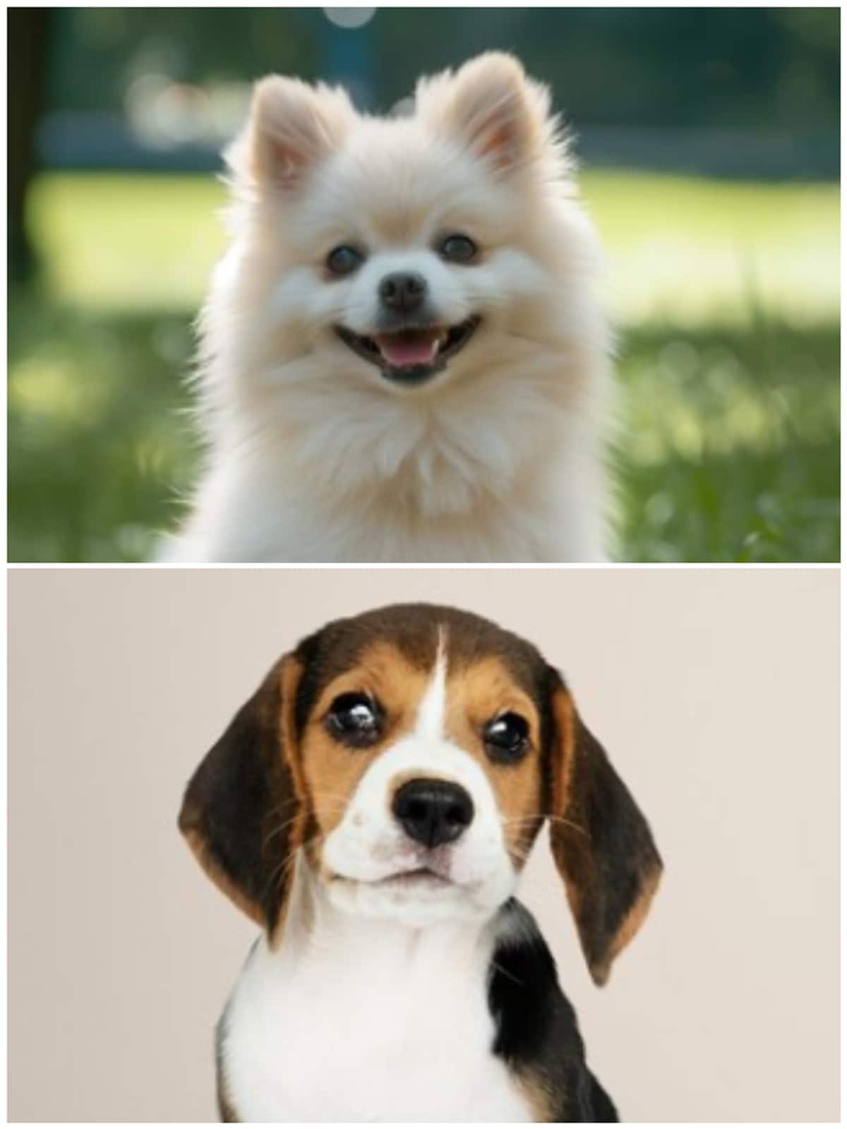 Pomeranian to Beagle: 7 Dogs known for excessive barking NTI