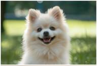 Pomeranian to Beagle: 7 Dogs known for excessive barking NTI