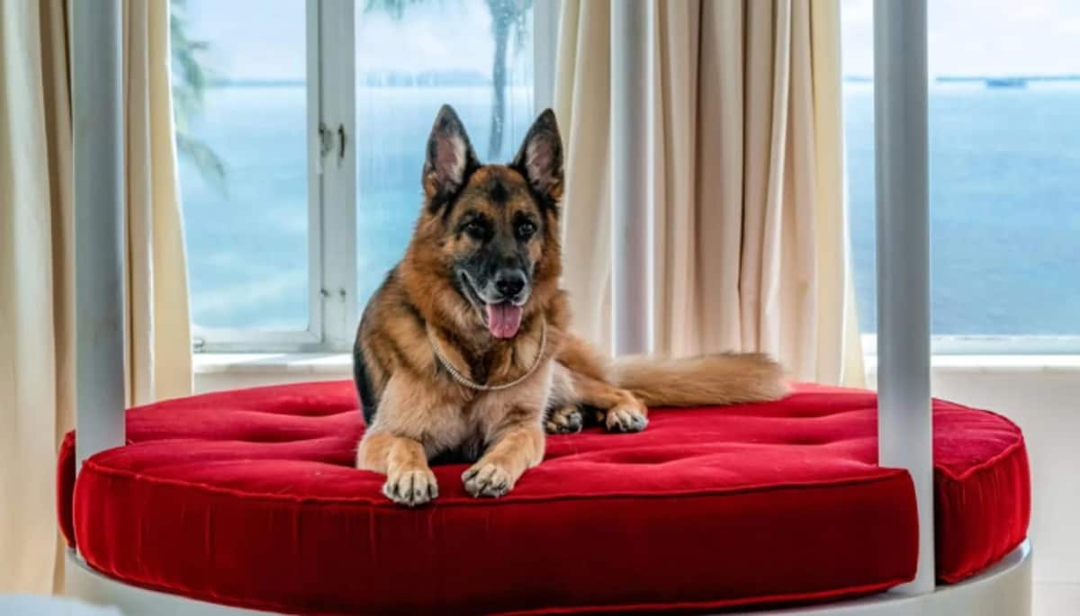 meet the worlds richest dog gunther VI with 3358 crore asset ans