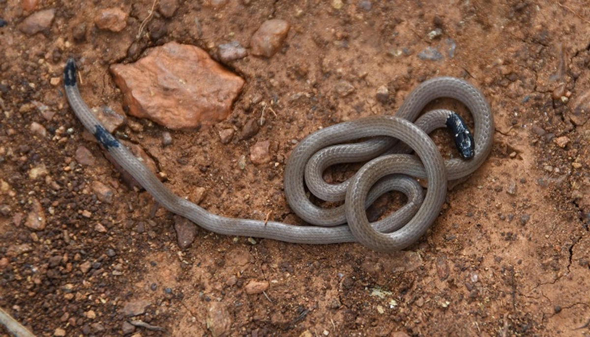 venomous coral snake from the Deccan Plateau was discovered at Tumkur grg 