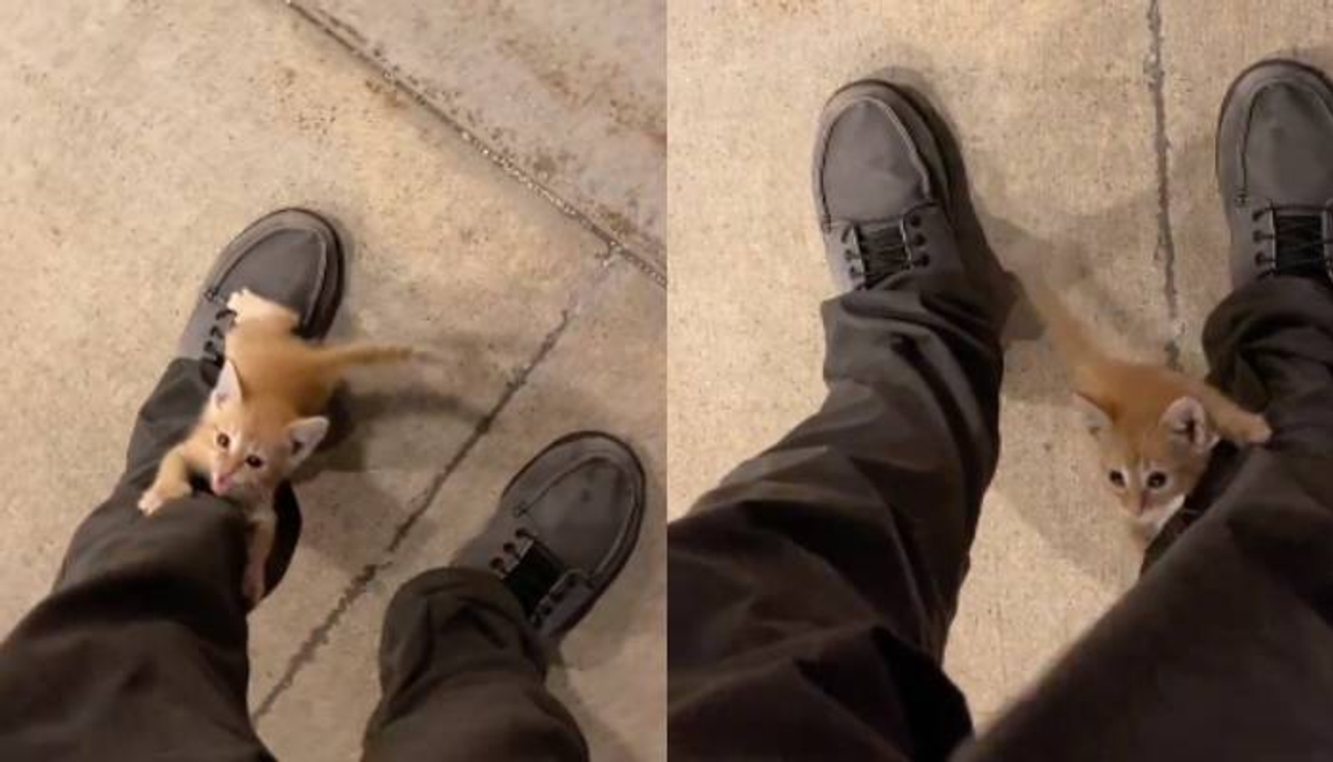 stray kitten encounter with a man viral video 