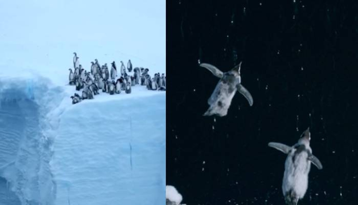 Baby penguins olympic level diving skills national geographic shares video 