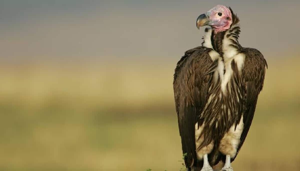 decline of vultures may causes one lakh additional human deaths in india study