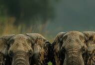 World Elephant day 2024: 7 Countries with highest elephant population NTI