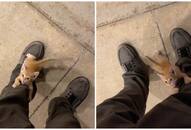 Heartwarming: Man's unexpected encounter with a stray kitten will melt you [WATCH] RTM