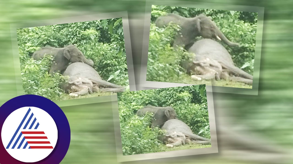 Baby elephant express pain over mother elephant demise for day long heart warming scene from Odisha ckm