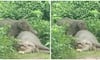 Heartbreaking video: Elephant mourns mother's death for an entire day in Odisha RTM