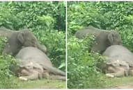 Heartbreaking video: Elephant mourns mother's death for an entire day in Odisha RTM