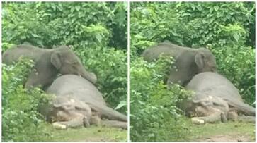 Heartbreaking video: Elephant mourns mother's death for an entire day in Odisha RTM