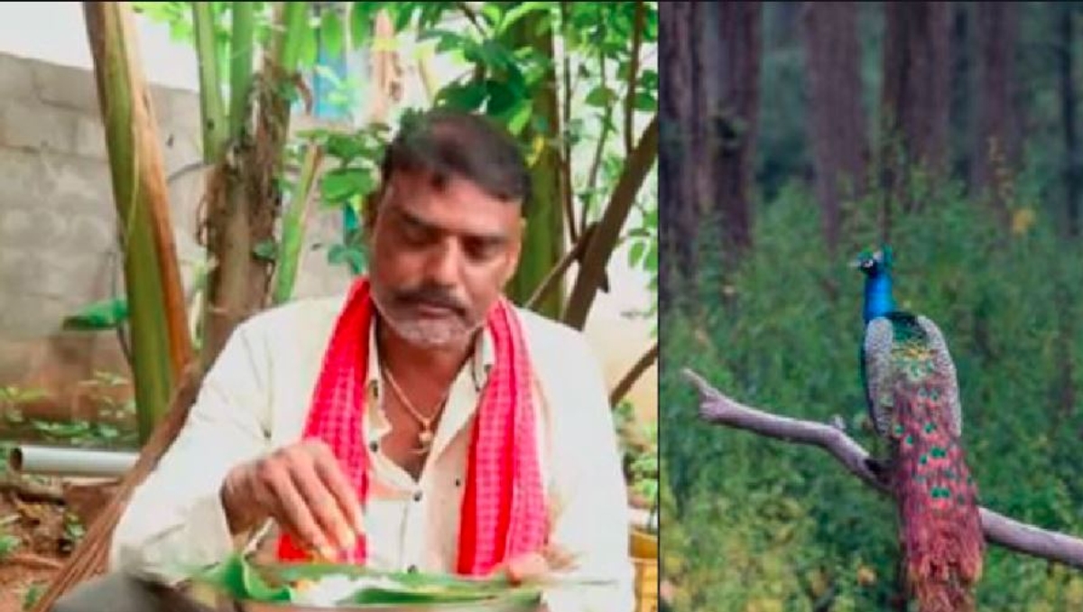 Telangana YouTuber arrested for killing national bird peacock and made curry recipe video about it akb