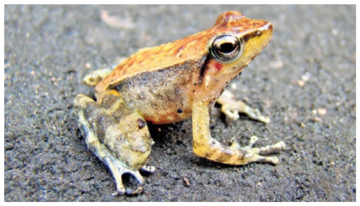 dance frog in Kallar which found is in the Ranni forest 