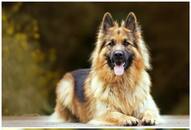 German Shepherd to Pomeranian: 7 Dog breeds popular in Indian homes