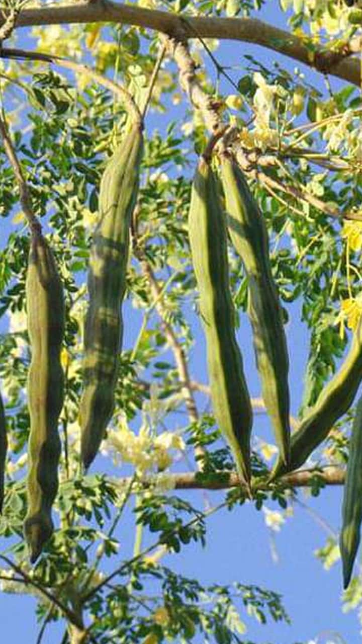 Health Benefits of Moringa: From Heart Health to Glowing Skin